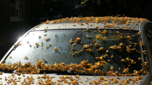 Auto mit Herbstblättern – Feuchtigkeit und Laub Wien Herbst